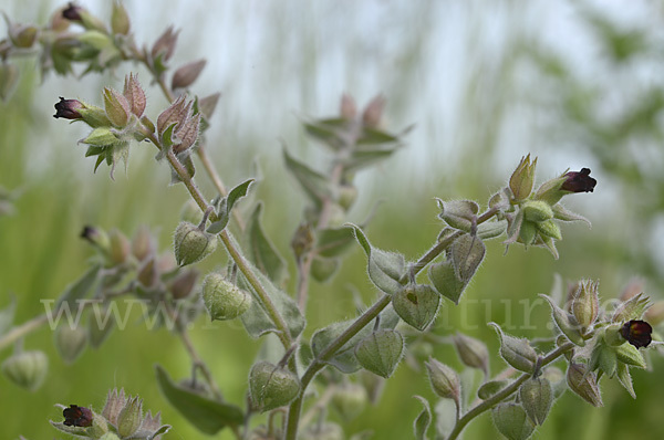 Braunes Mönchskraut (Nonea erecta)