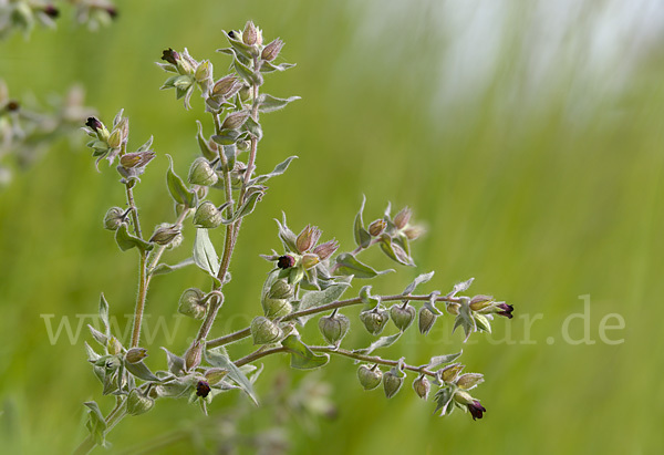 Braunes Mönchskraut (Nonea erecta)