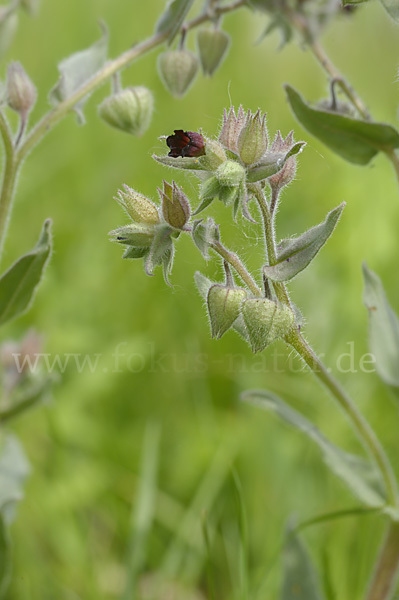 Braunes Mönchskraut (Nonea erecta)