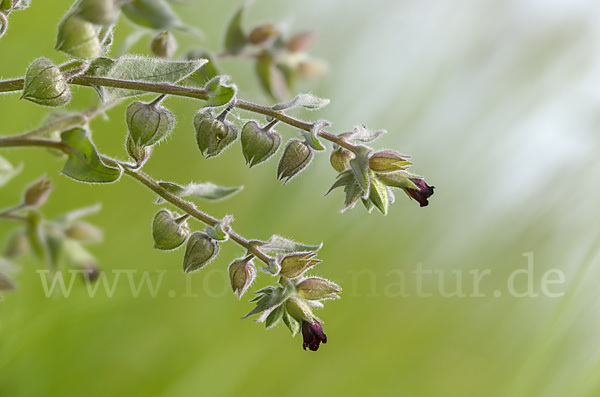 Braunes Mönchskraut (Nonea erecta)