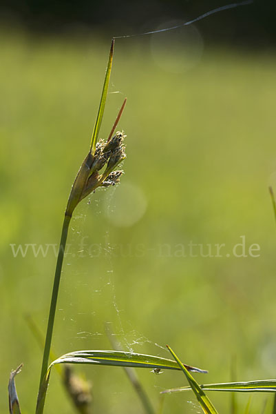 Braunes Schnabelried (Rhynchospora fusca)