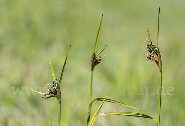 Braunes Schnabelried (Rhynchospora fusca)