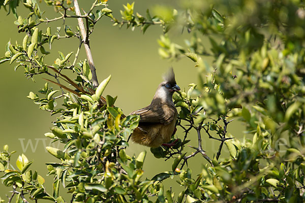Braunflügel-Mausvogel (Colius striatus)