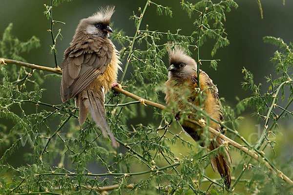 Braunflügel-Mausvogel (Colius striatus)