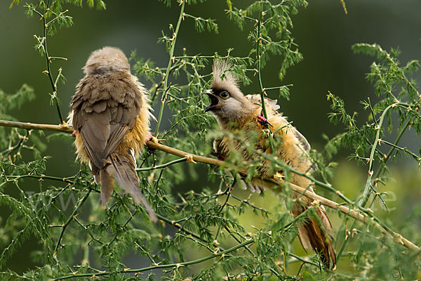 Braunflügel-Mausvogel (Colius striatus)