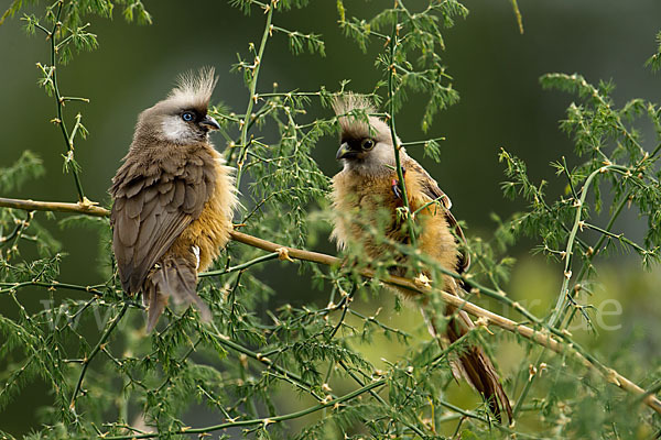 Braunflügel-Mausvogel (Colius striatus)