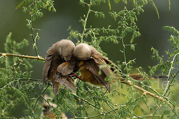 Braunflügel-Mausvogel (Colius striatus)