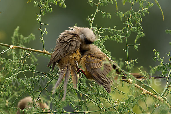 Braunflügel-Mausvogel (Colius striatus)