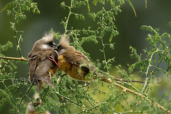 Braunflügel-Mausvogel (Colius striatus)