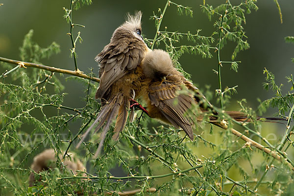 Braunflügel-Mausvogel (Colius striatus)