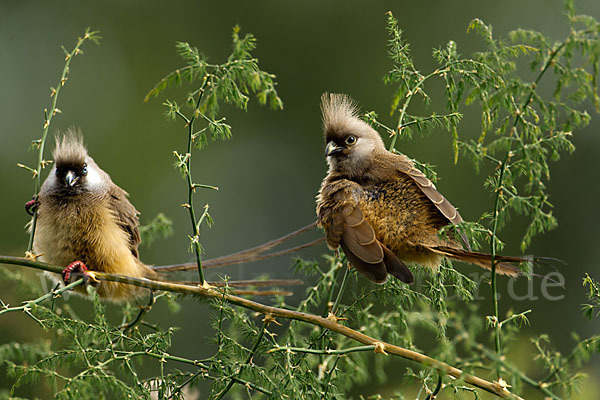 Braunflügel-Mausvogel (Colius striatus)