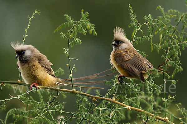 Braunflügel-Mausvogel (Colius striatus)