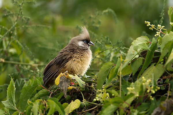 Braunflügel-Mausvogel (Colius striatus)