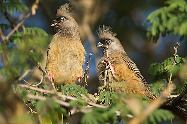 Braunflügel-Mausvogel (Colius striatus)