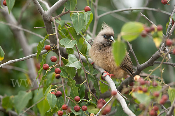 Braunflügel-Mausvogel (Colius striatus)