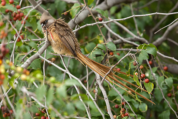 Braunflügel-Mausvogel (Colius striatus)