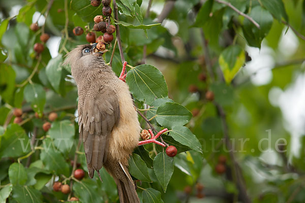 Braunflügel-Mausvogel (Colius striatus)