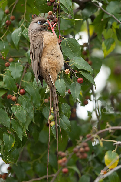 Braunflügel-Mausvogel (Colius striatus)