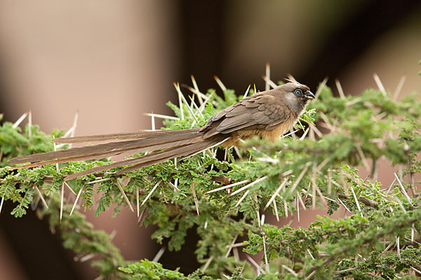 Braunflügel-Mausvogel (Colius striatus)