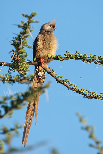 Braunflügel-Mausvogel (Colius striatus)