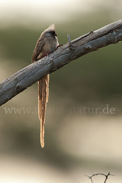 Braunflügel-Mausvogel (Colius striatus)