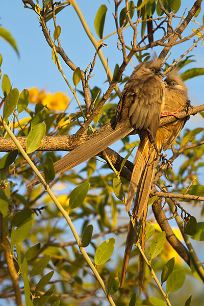 Braunflügel-Mausvogel (Colius striatus)