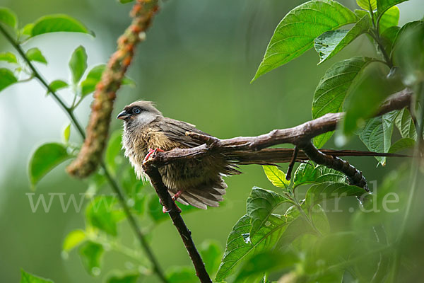 Braunflügel-Mausvogel (Colius striatus)