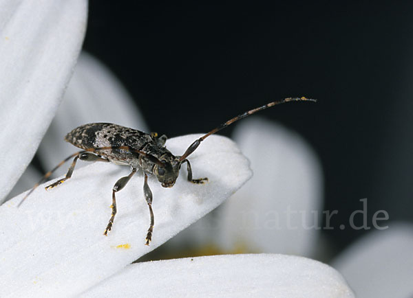 Braungrauer Splintkäfer (Leiopus nebulosus)