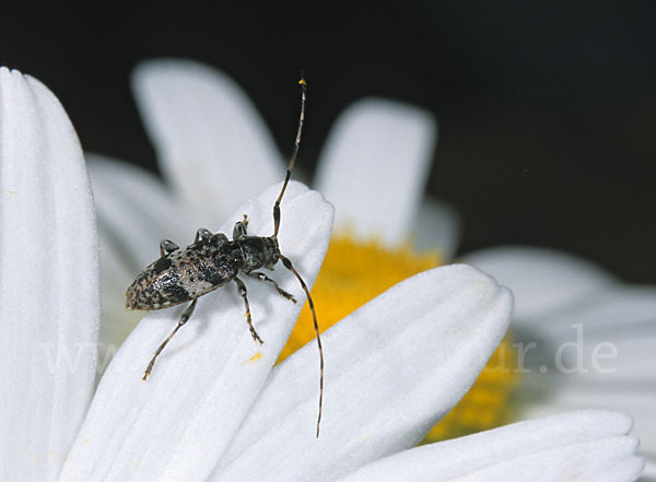 Braungrauer Splintkäfer (Leiopus nebulosus)