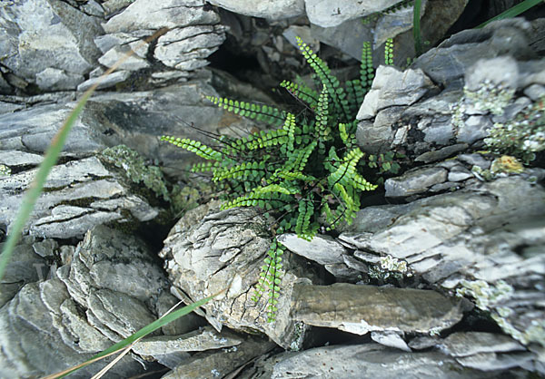 Braungrüner Streifenfarn (Asplenium adulterinum)