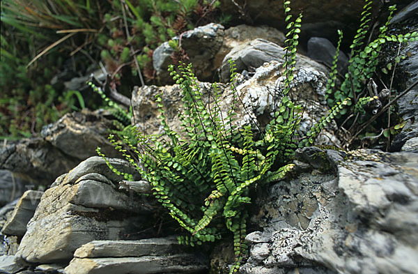 Braungrüner Streifenfarn (Asplenium adulterinum)