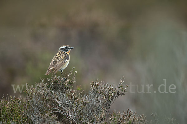 Braunkehlchen (Saxicola rubetra)