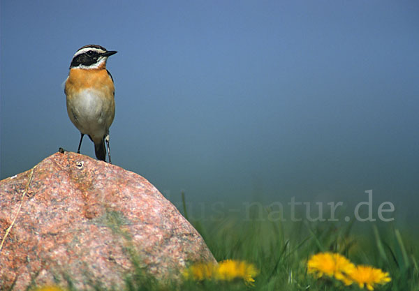 Braunkehlchen (Saxicola rubetra)