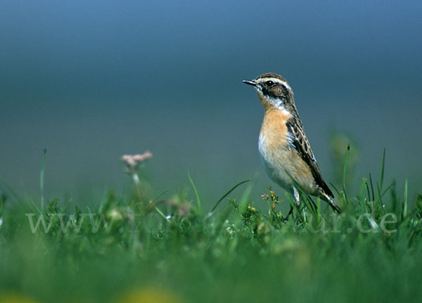 Braunkehlchen (Saxicola rubetra)