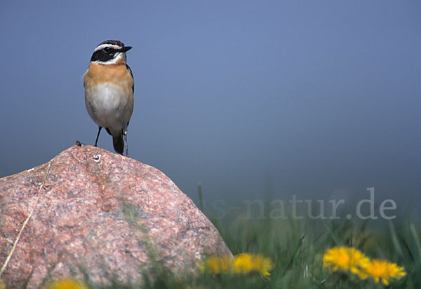 Braunkehlchen (Saxicola rubetra)