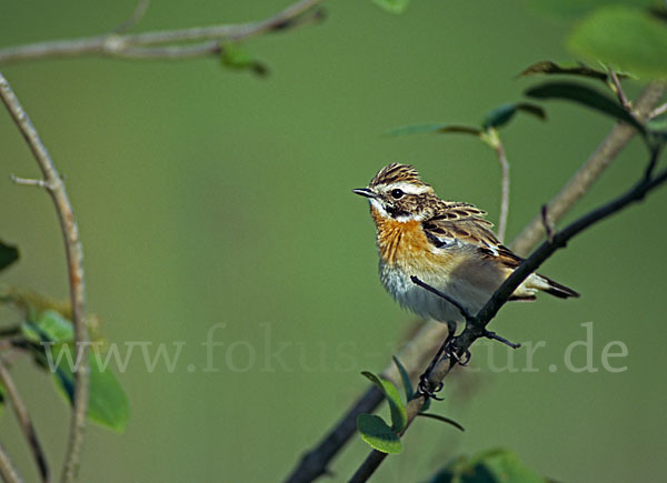 Braunkehlchen (Saxicola rubetra)