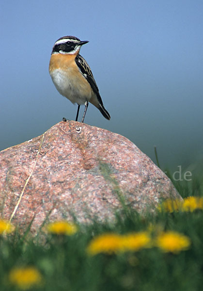 Braunkehlchen (Saxicola rubetra)