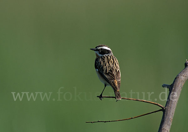 Braunkehlchen (Saxicola rubetra)