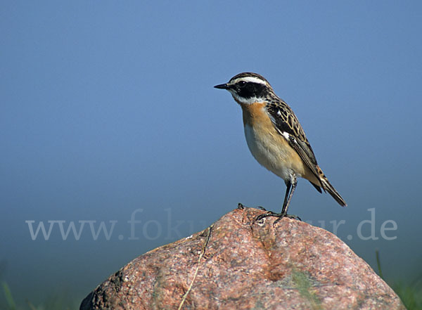 Braunkehlchen (Saxicola rubetra)