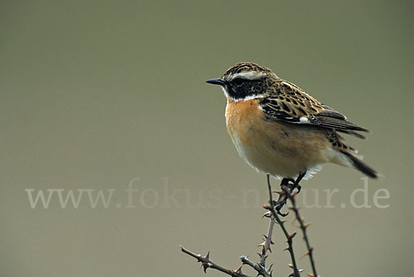 Braunkehlchen (Saxicola rubetra)