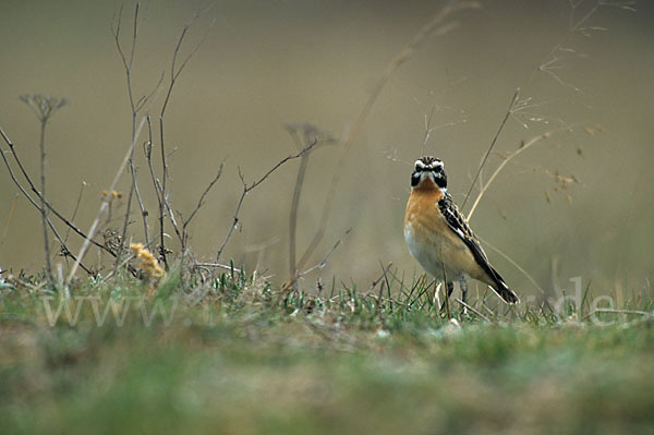 Braunkehlchen (Saxicola rubetra)