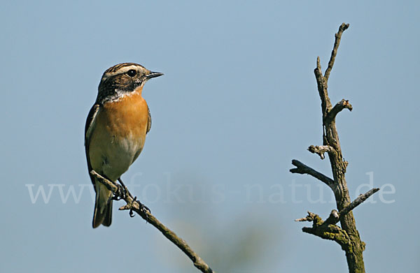 Braunkehlchen (Saxicola rubetra)