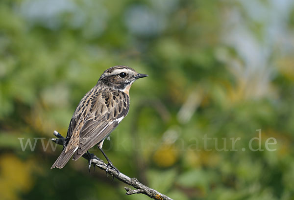 Braunkehlchen (Saxicola rubetra)