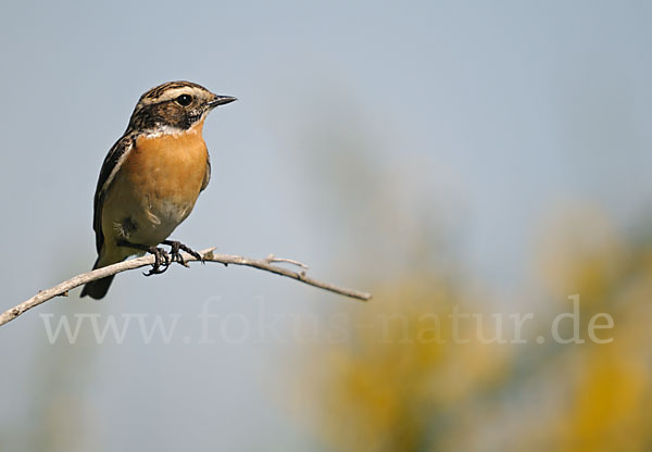 Braunkehlchen (Saxicola rubetra)