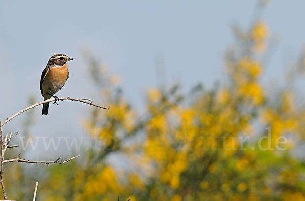 Braunkehlchen (Saxicola rubetra)