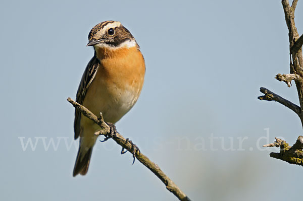 Braunkehlchen (Saxicola rubetra)