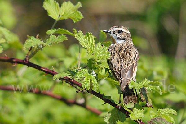 Braunkehlchen (Saxicola rubetra)