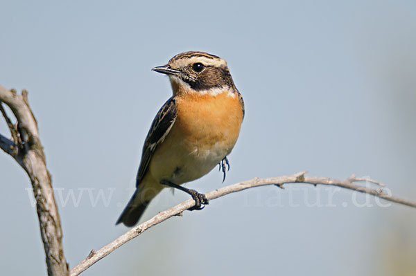 Braunkehlchen (Saxicola rubetra)