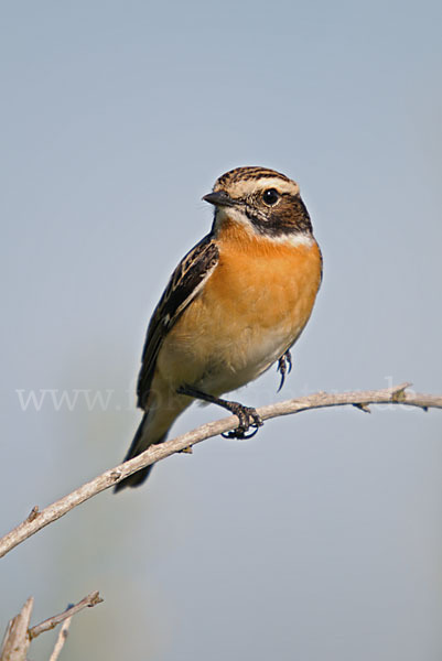 Braunkehlchen (Saxicola rubetra)