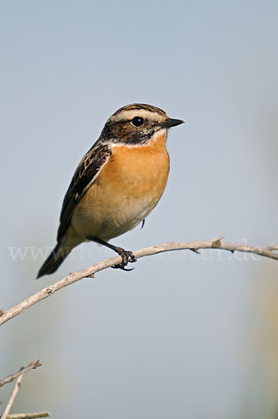 Braunkehlchen (Saxicola rubetra)